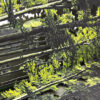 Primavera - Imagen 8